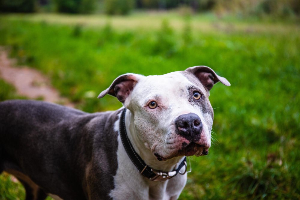 Kailio spalva ir sveikata: kas tikra, o kas mitas?