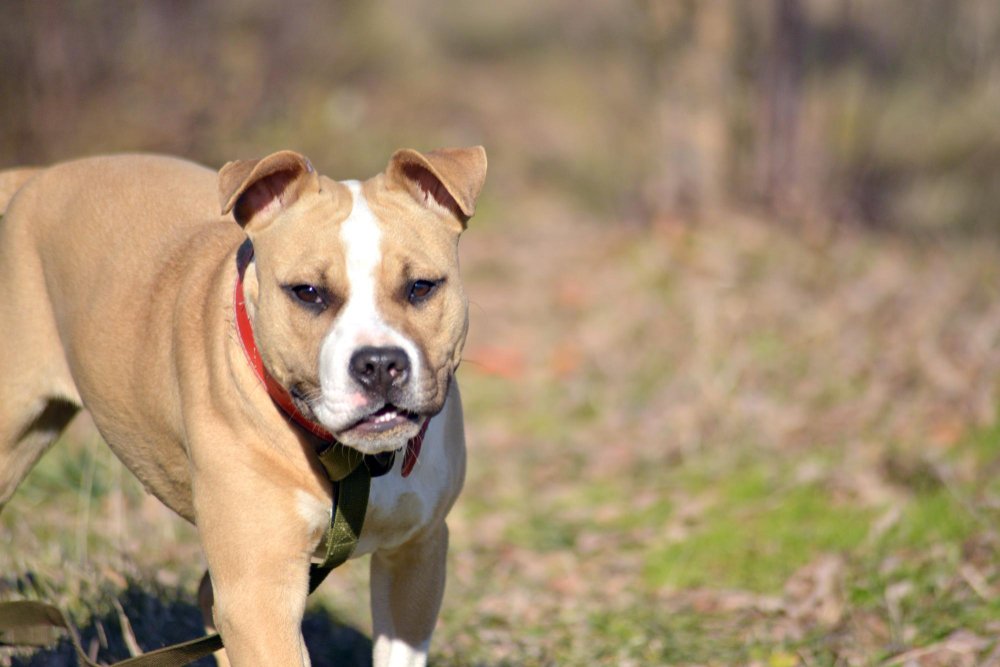 Pitbulių spalvų genetika: kaip susidaro kailio atspalviai?