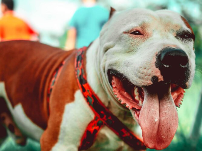 Ką būtina žinoti apie pitbulių spalvas?