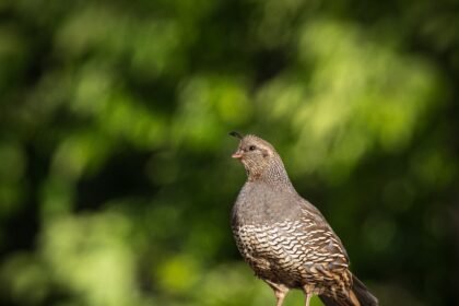 Kiek putpelių kiaušinių atitinka vieną vištos kiaušinį?