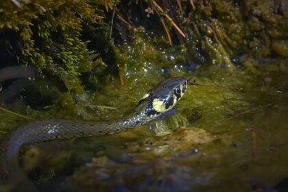 Ar žaltys pavojingas žmogui? Ar jis kanda?