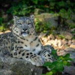 Snieginis leopardas: elgsena, buveinė ir išlikimo grėsmės