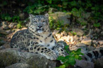 Snieginis leopardas: elgsena, buveinė ir išlikimo grėsmės