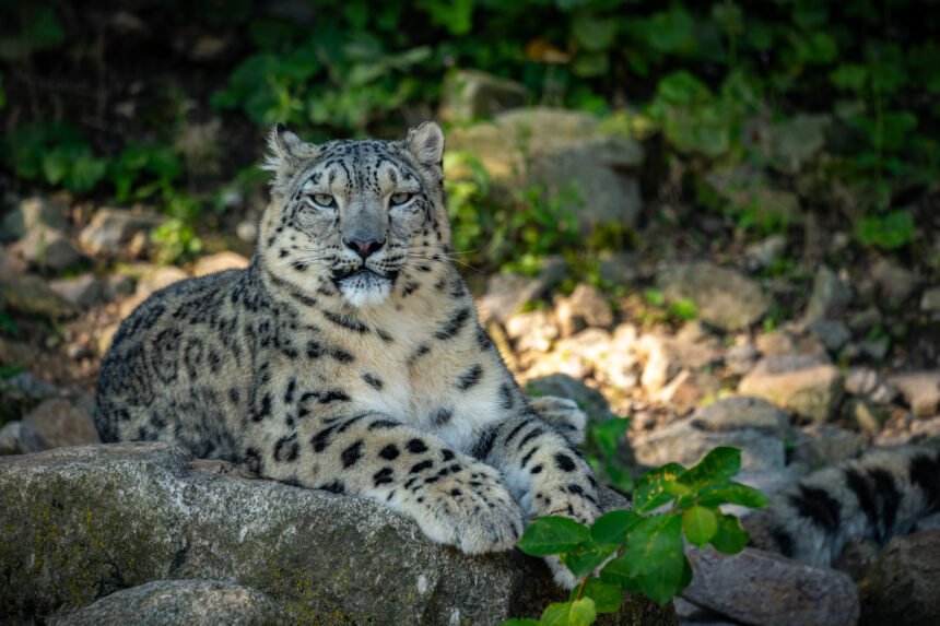 Snieginis leopardas: elgsena, buveinė ir išlikimo grėsmės