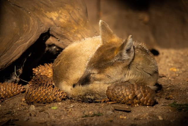 Stepinės lapės buveinė – sausrų ir horizontų pasaulis
