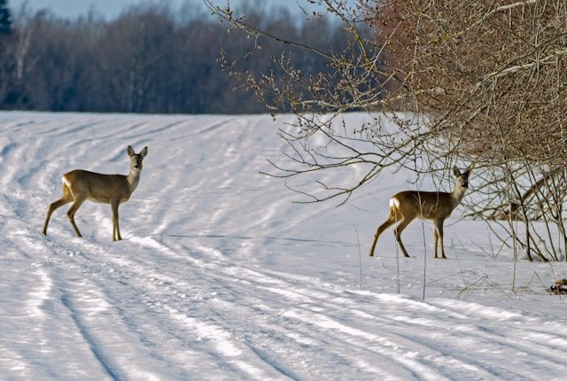 Stirnos pėdsakai skirtingose dangose