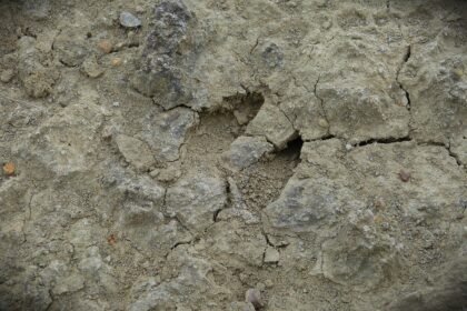 Stirnos pėdsakai: kaip atpažinti stirnos žymes miške ir laukuose