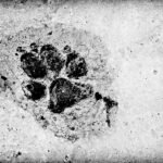 Šuns ir vilko pėdos – kaip atskirti laukinį gyvūną nuo augintinio