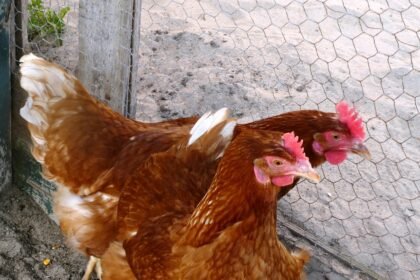 Tinklas vištoms aptverti: kokį pasirinkti ir kaip teisingai įrengti?