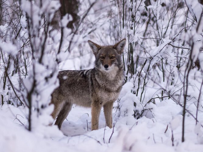 Paauglystės etapas: nuo 6 iki 12 mėnesių