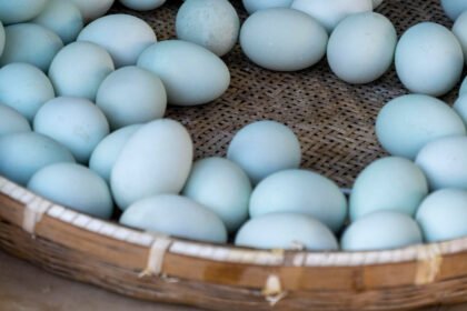 Vištos, dedančios mėlynus kiaušinius: kurios veislės išskirtinės?
