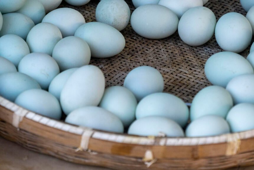 Vištos, dedančios mėlynus kiaušinius: kurios veislės išskirtinės?