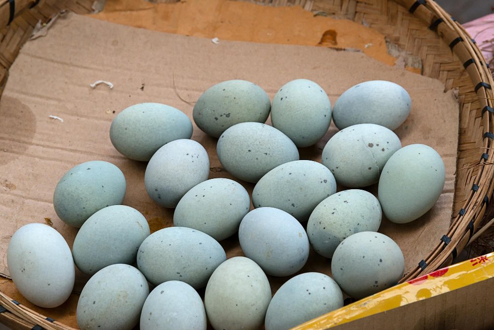 Mėlynų kiaušinių vištos pradedantiesiems: ar verta rinktis?