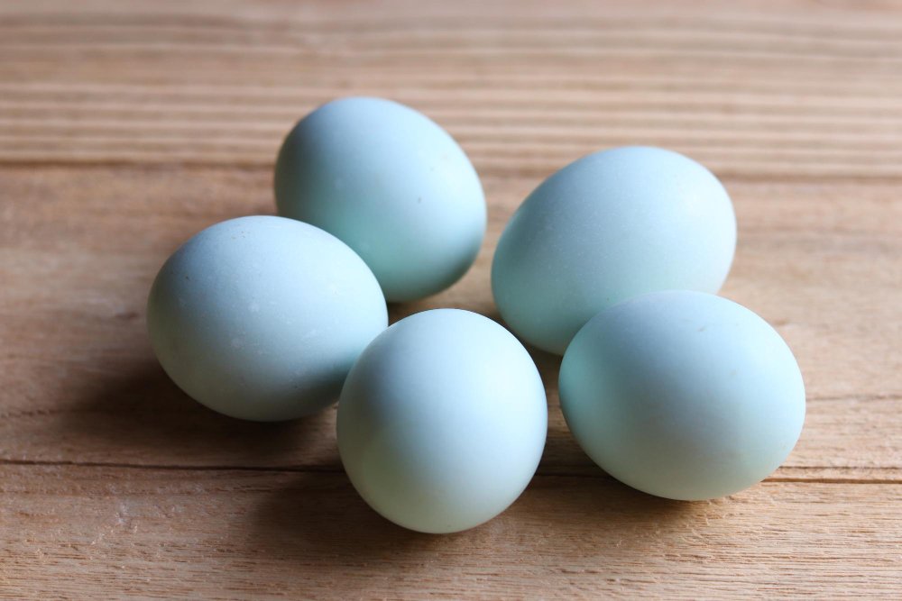 Išskirtinės veislės, dedančios mėlynus kiaušinius