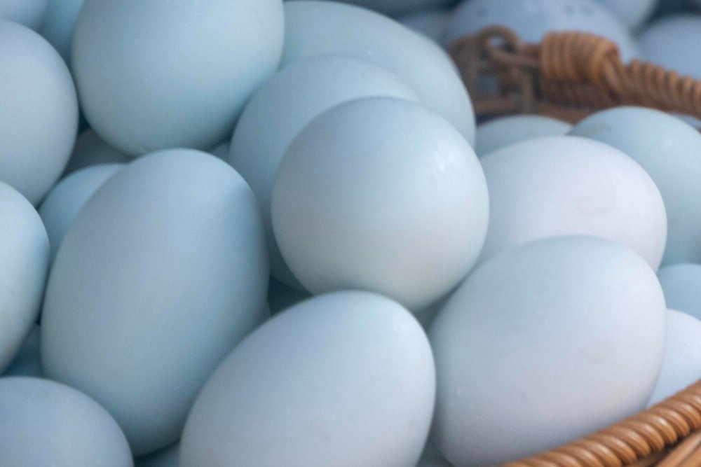 Kodėl kai kurios vištos deda mėlynus kiaušinius?