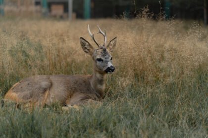 Stirna kaip laukinis gyvūnas: kur ji gyvena, kaip prisitaiko ir kokia jos svarba ekosistemai