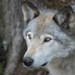 Pilkasis vilkas: elgsena, gyvenamoji vieta ir išskirtinės savybės