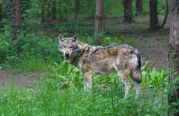 Vilko uodega: ką ji pasako apie gyvūno elgesį ir nuotaiką