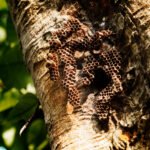 Vapsvų lizdas: pavojai ir šalinimas