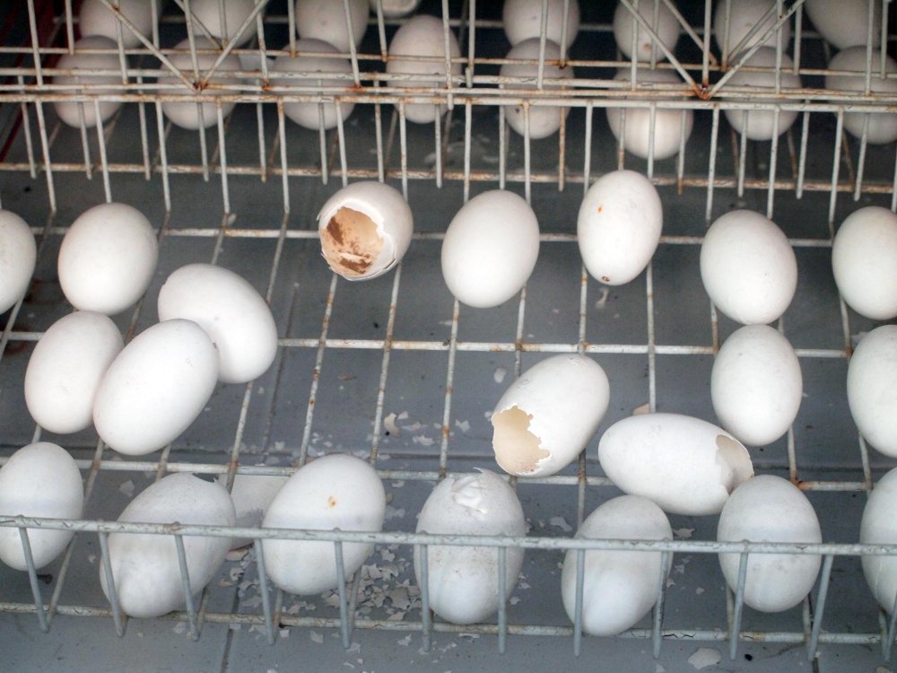 Kiaušinių vartymas ir vėdinimas