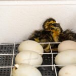 Ančių perinimas inkubatoriuje: pagrindai