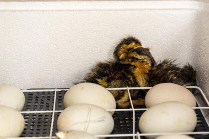 Ančių perinimas inkubatoriuje: pagrindai