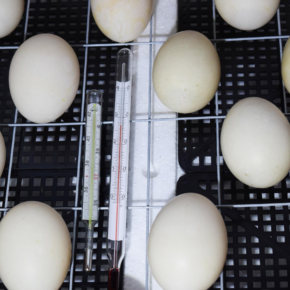 Inkubatoriaus paruošimas ir pagrindiniai nustatymai