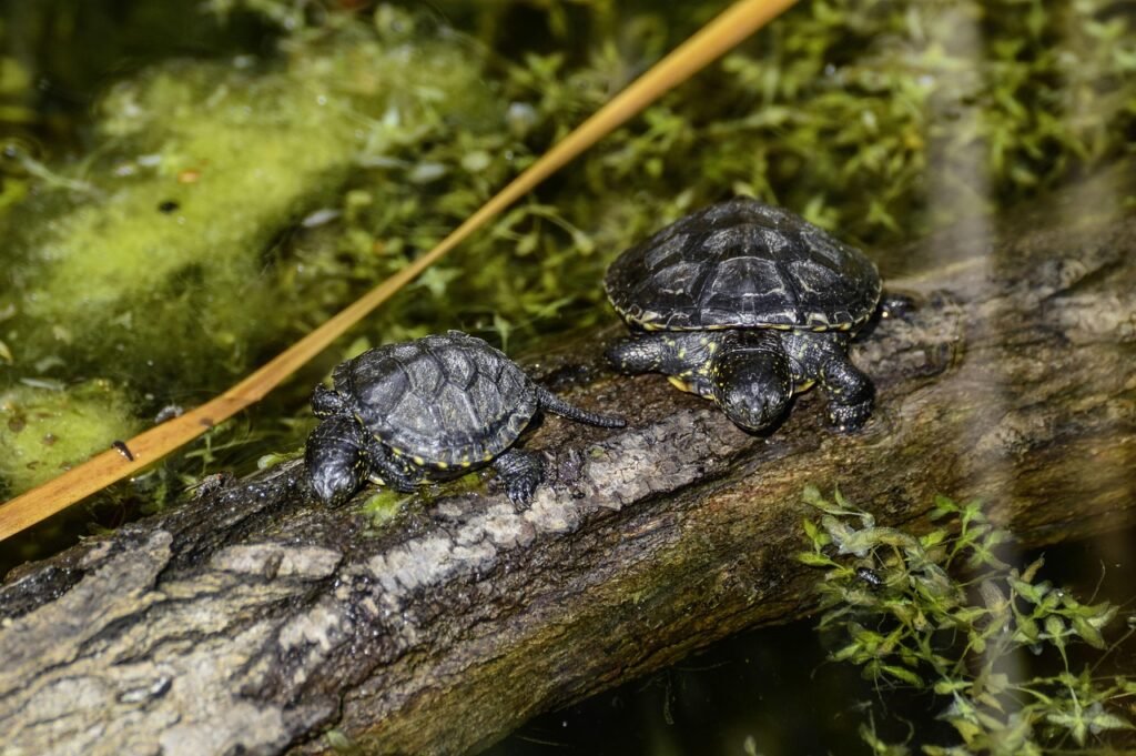 Kodėl balinių vėžlių negalima paleisti į gamtą?