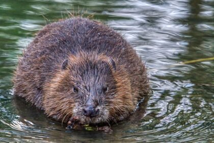 Upinis ir kanadinis bebras – pagrindiniai skirtumai