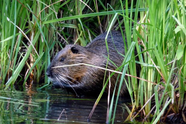 Bebro urvas ir gyvenimo būdas