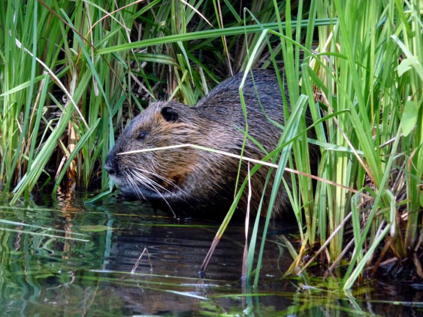 Bebro urvas ir gyvenimo būdas