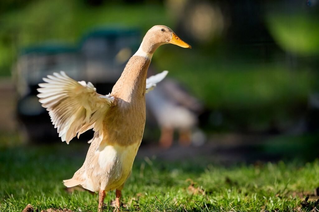 Veterinariniai aspektai: bėgikių ančių sveikata, parazitai ir priežiūra