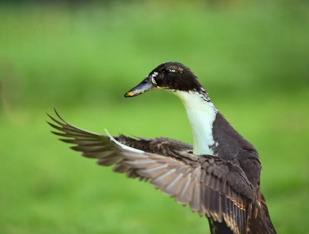 Ar bėgikės antys tinka kiekvienam sodui ar ūkiui?