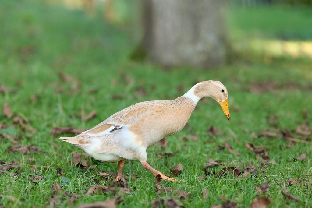 Bėgikių ančių mityba: kodėl vien šliužų nepakanka?