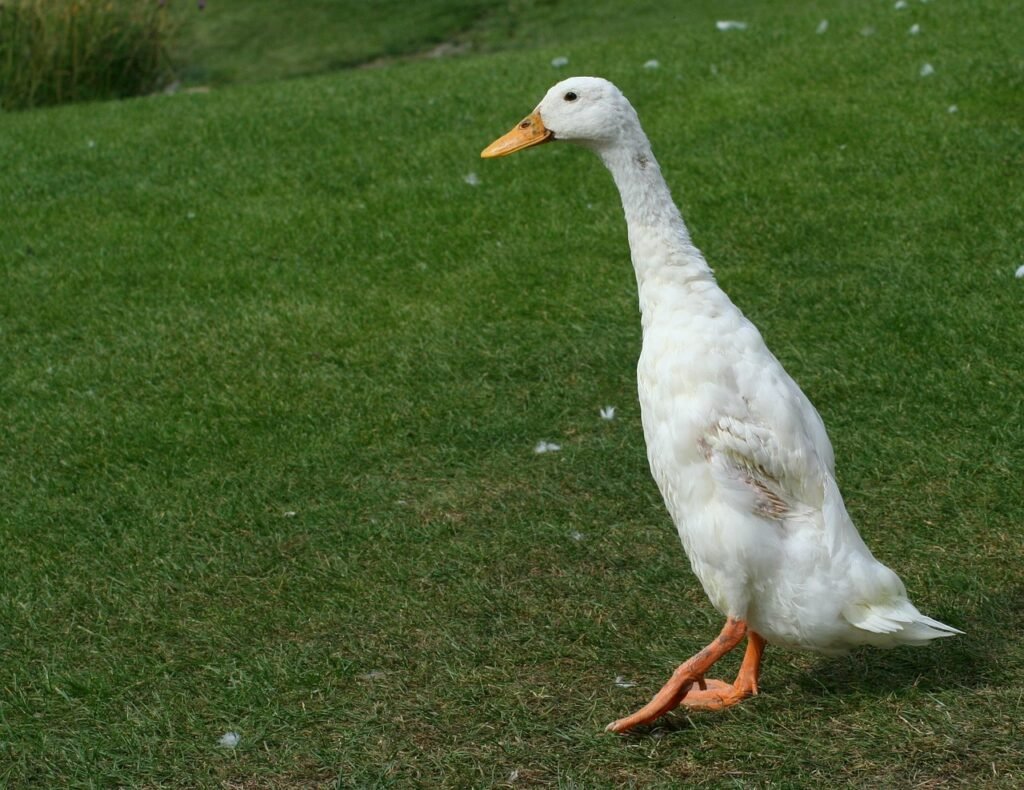 Kaip laikyti bėgikes antis, kad jos būtų naudingos, o ne žalingos?