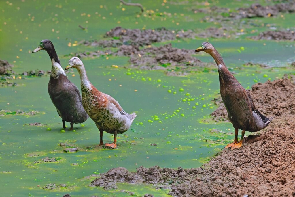Kodėl bėgikės antys taip efektyviai naikina šliužus?