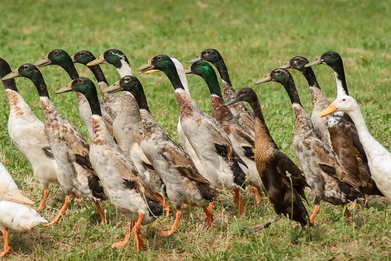 Bėgikės antys kaip natūralūs šliužų naikintojai