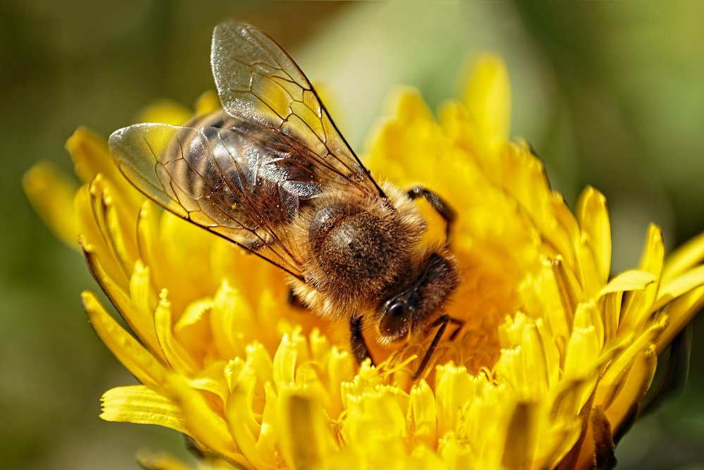 Kokie bičių gydymo nuo erkių būdai taikomi pavasarį?