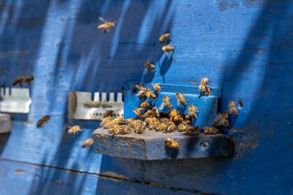 Bičių gydymas nuo erkių pavasarį