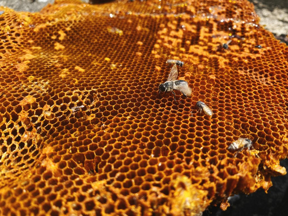 Kokią paskirtį bičių koriai atlieka avilyje?