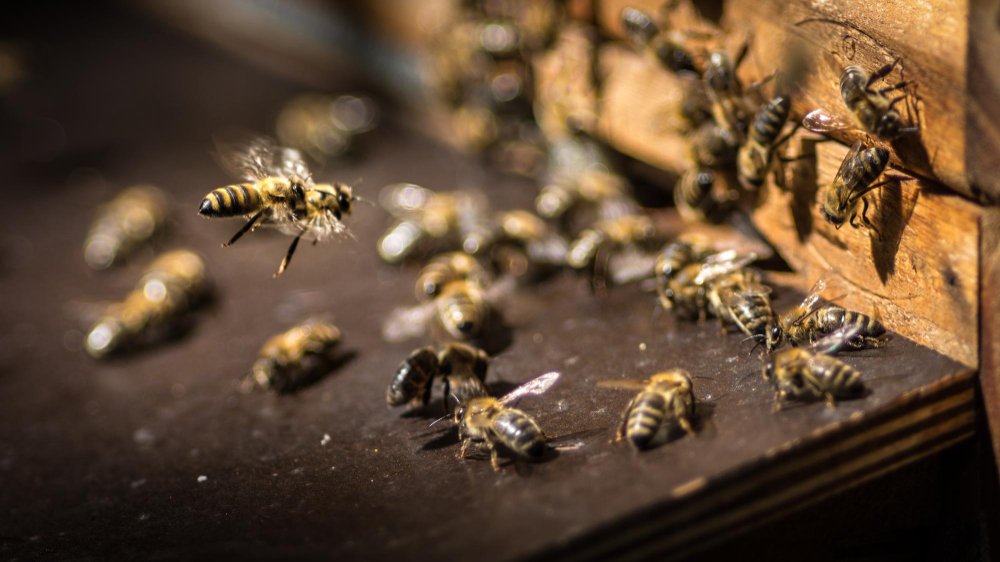 Kaip atpažinti bičių spiečių gamtoje