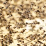 Bičių šeima ir bičių spiečius