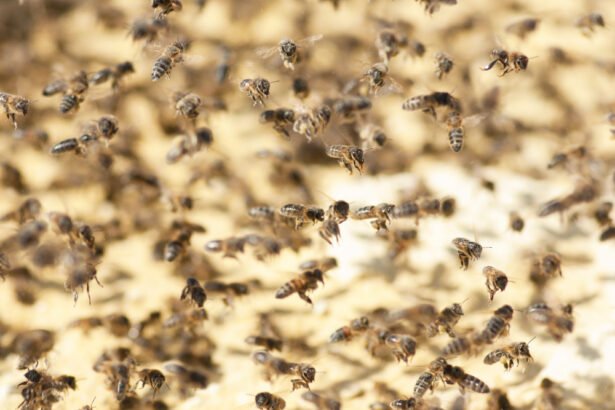 Bičių šeima ir bičių spiečius