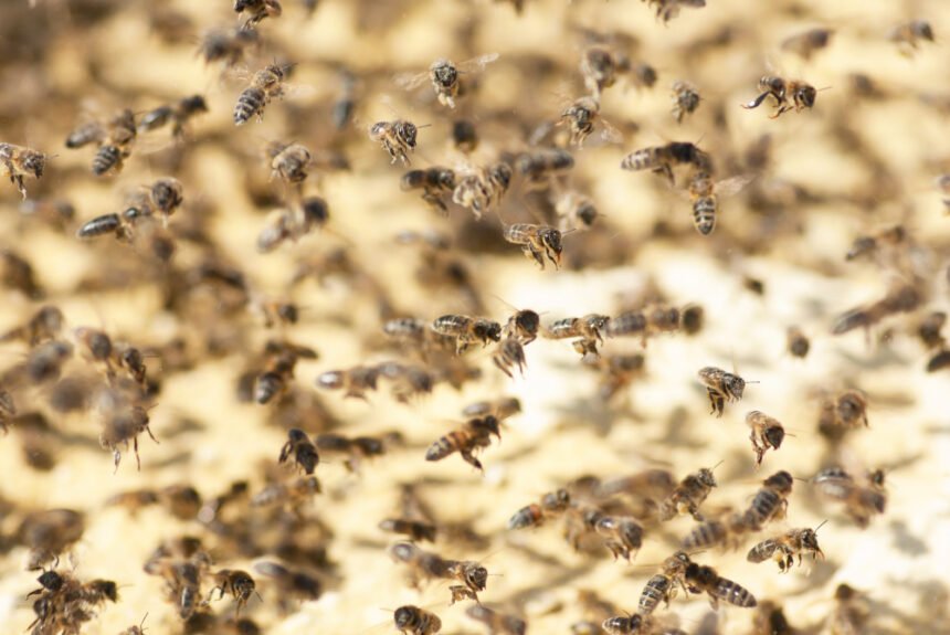 Bičių šeima ir bičių spiečius