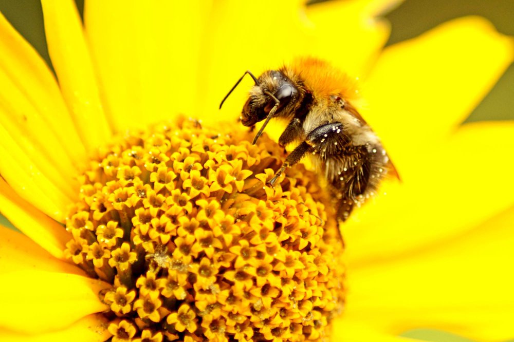 Elgesio skirtumai: kaip bitės ir vapsvos elgiasi šalia žmonių?