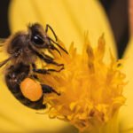 Bitė ir vapsva – pagrindiniai skirtumai