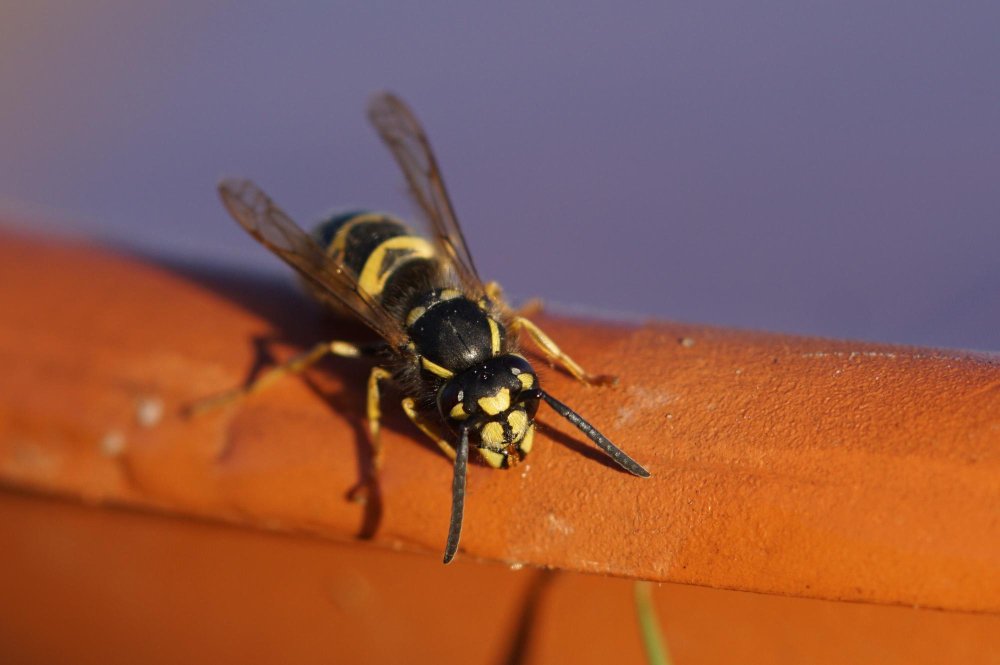 Išvaizdos skirtumai tarp bitės ir vapsvos