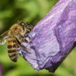 Bičių geluonis ir nuodai: poveikis organizmui ir galimos rizikos