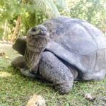 Galapagų vėžliai: unikalūs pasaulio milžinai