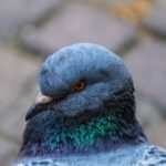 Ką reiškia, kai balandis atsitrenkia į langą